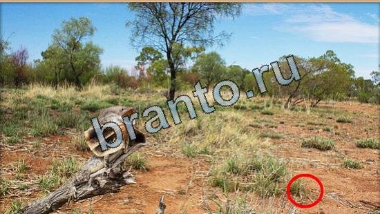 Решения на игру Где же кот Уровень 5243