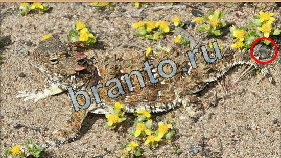 Помощь на игру Где же кот Уровень 5244