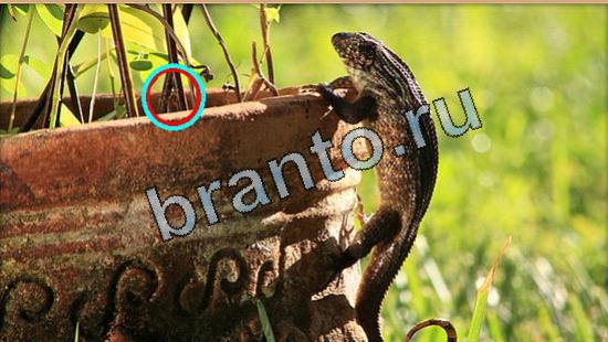 ответы к игре Где же кот Уровень 5245