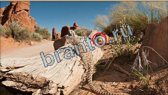 ответы на игру в одноклассниках Где же кот Уровень 5246