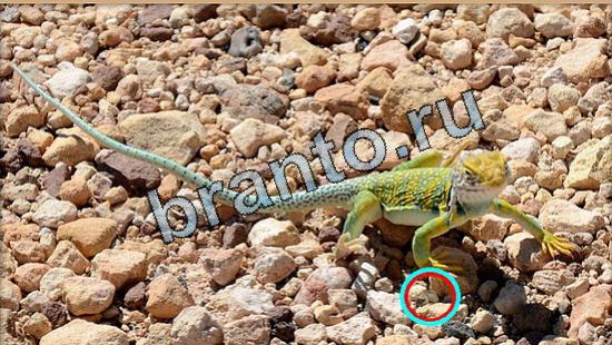 Где же кот игра ответы в одноклассниках Уровень 5247