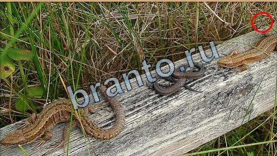 Где же кот? ответы Уровень 5248