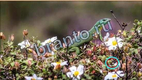 Где же кот? помощь Уровень 5250