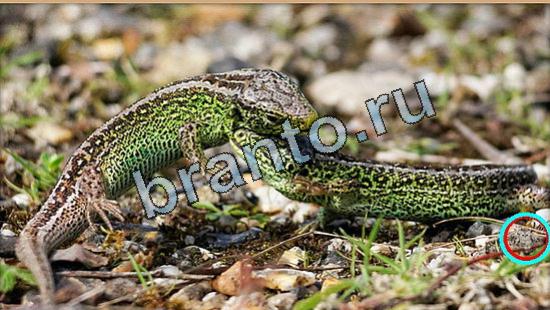 решебник на игру Где же кот Уровень 5251