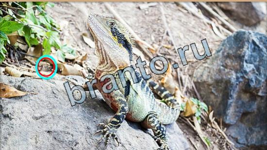 Где же кот игра ответы Уровень 5253