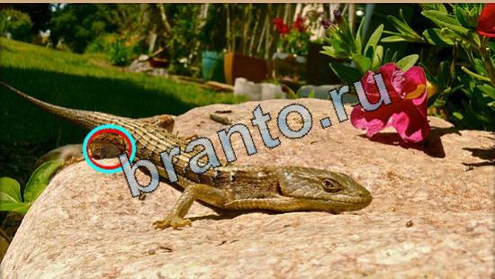 Где же кот игра подсказки Уровень 5254