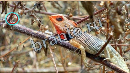 Где же кот игра помощь Уровень 5255