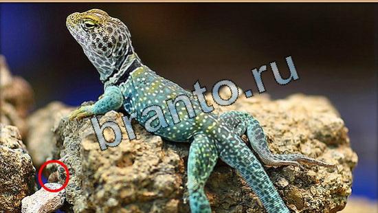 Где же кот ответы в картинках Уровень 5256