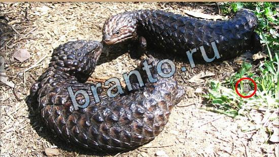 Игра Где же кот ответы Уровень 5257