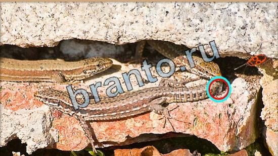 Игра Где же кот подсказки Уровень 5258