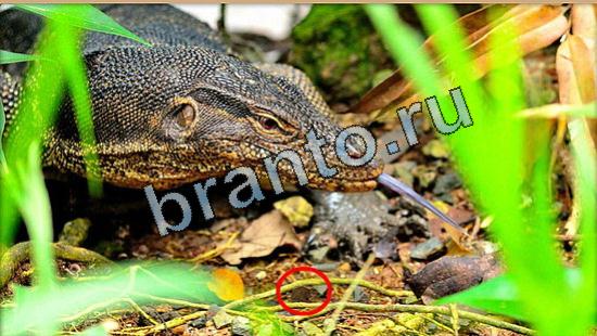 игра Где же кот помощь Уровень 5259