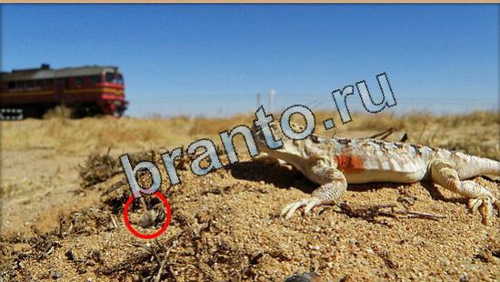 Игра Где же кот прохождение Уровень 5260