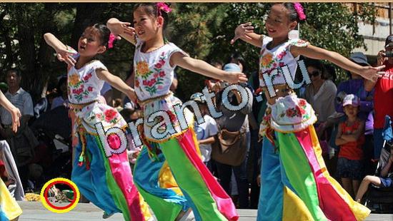 Где же кот ответы в одноклассниках Уровень 5279