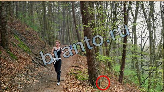 Игра Где же кот подсказки Уровень 5338