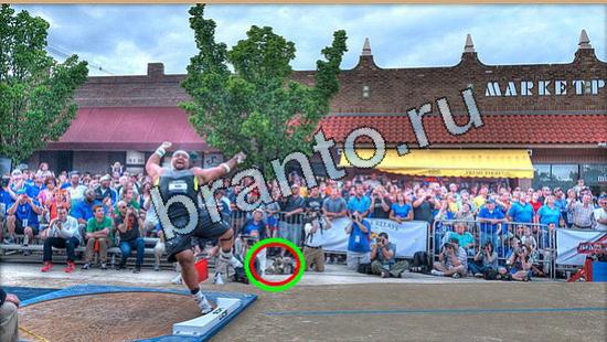 ответы на игру в одноклассниках Где же кот Уровень 5406