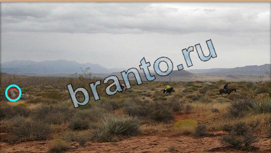 ответы в картинках на игру Где же кот Уровень 5437