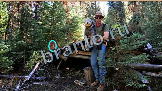 Где же кот ответы в одноклассниках Уровень 5439