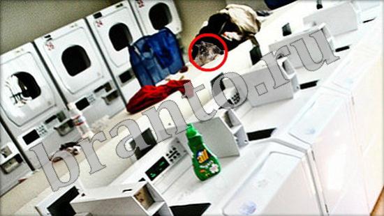 Где же кот? помощь Уровень 490