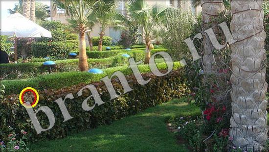 Где же кот прохождение игры Уровень 502