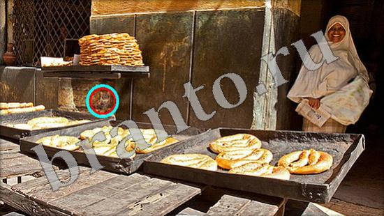 ответы на игру Где же кот в одноклассниках Уровень 503