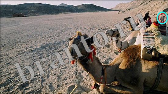 ответы на игру Где же кот Уровень 515