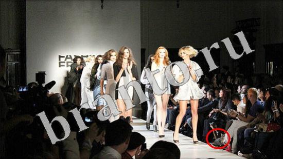 ответы на игру Где же кот Уровень 594