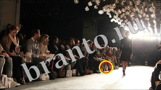 ответы на игру Где же кот Уровень 596