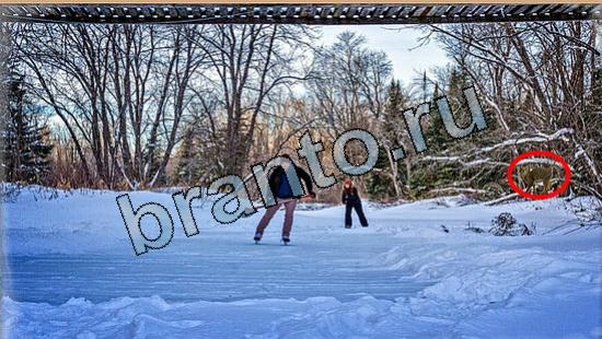 решебник на игру Где же кот Уровень 5731