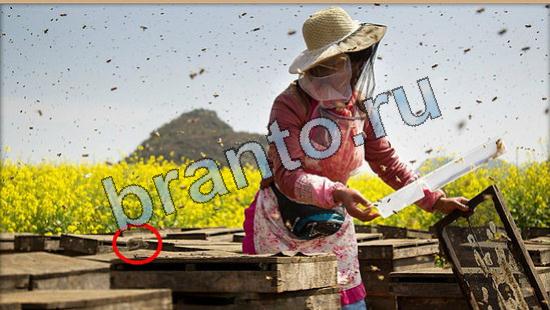 Где же кот прохождение игры Уровень 5782