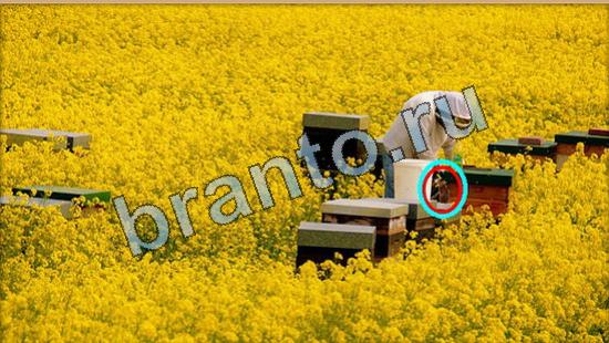 відповіді на игру Где же кот в одноклассниках Уровень 5783