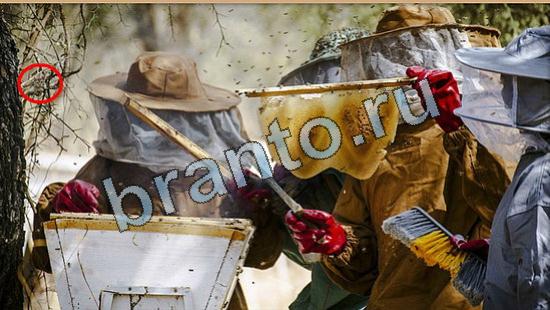 ответы Где же кот Уровень 5785