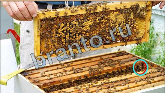 Где же кот игра ответы Уровень 5789