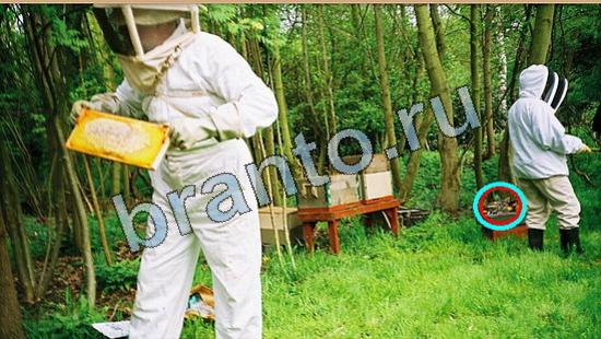 ответы на игру Где же кот Уровень 5794