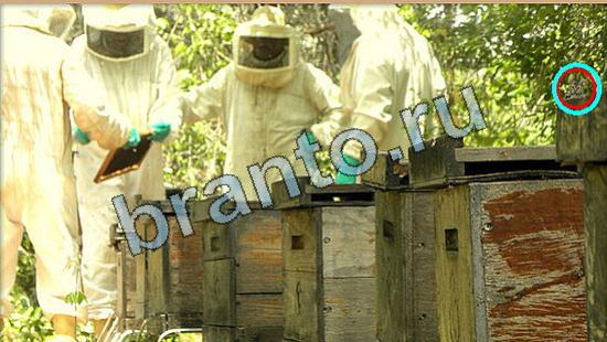 решения на игру Где же кот Уровень 5795