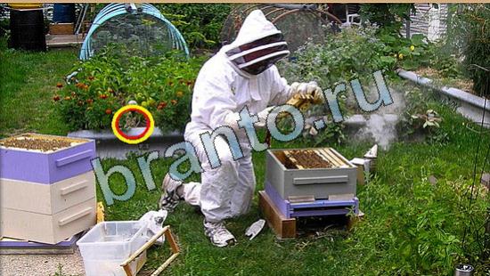 помощь на игру Где же кот Уровень 5798