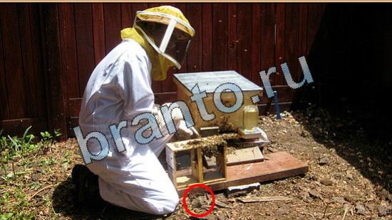 Где же кот ответы в одноклассниках Уровень 5799