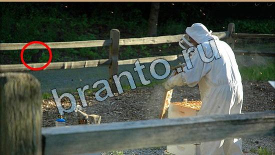 Где же кот игра ответы Уровень 5800