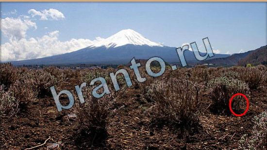 прохождение на игру Где же кот Уровень 5821