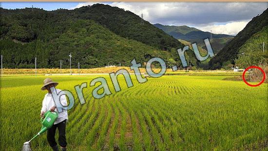 решения для игры Где же кот Уровень 5828