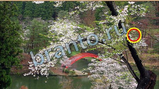 помощь на игру Где же кот Уровень 5838