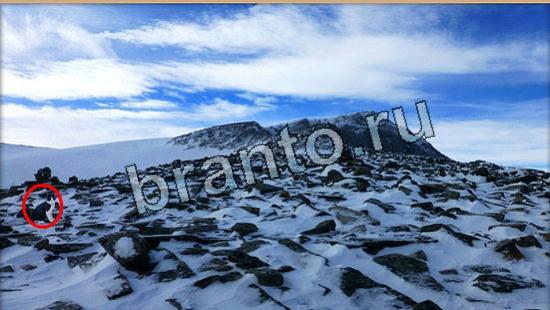 Где же кот? подсказки Уровень 6049