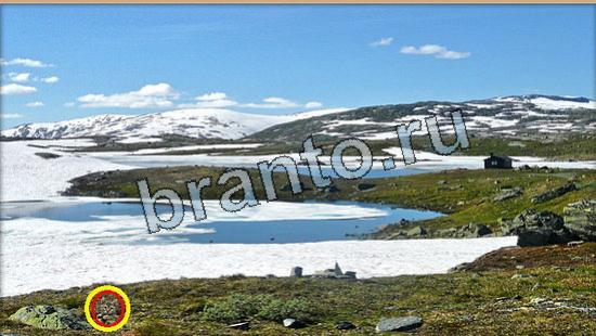 решебник на игру Где же кот Уровень 6051