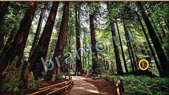 Где же кот игра подсказки Уровень 6094