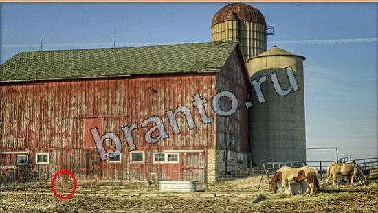 Игра Где же кот ответы Уровень 6097