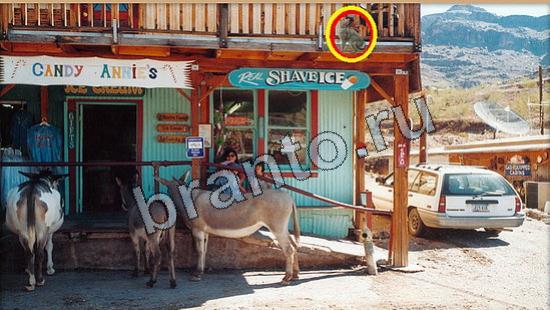 игра Где же кот помощь Уровень 6099