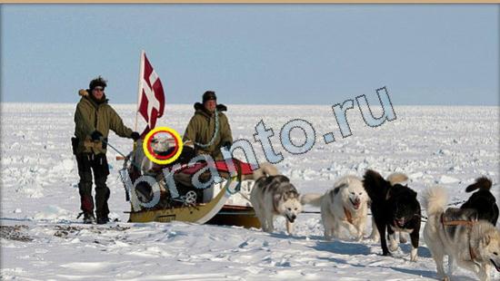 Где же кот игра ответы Уровень 6109