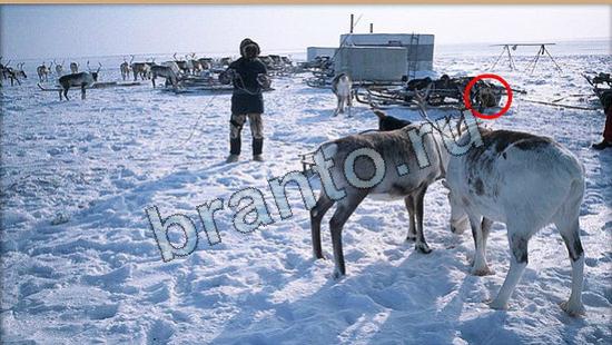 ответы в картинках на игру Где же кот Уровень 6117