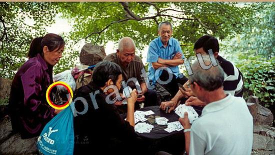 игра в одноклассниках Где же кот ответы Уровень 6150