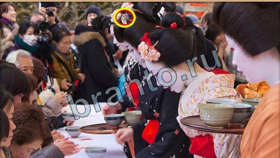 Где же кот игра ответы Уровень 6240