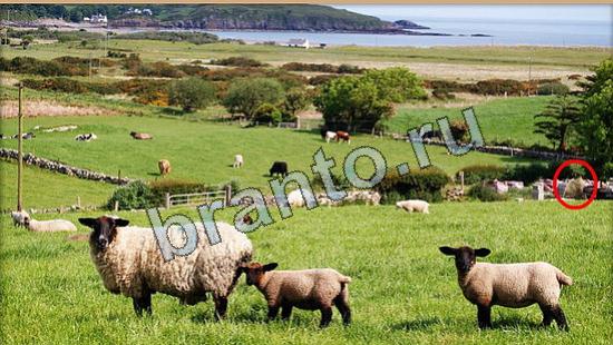Где же кот ответы в одноклассниках Уровень 6319